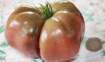 Die Black Krim Tomate