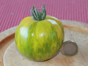 Green Zebra Tomate reif