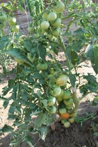 Haubners Vollendung Tomatenpflanze