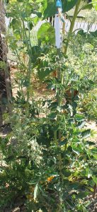 Blondköpfchen Tomatenpflanze im Freiland