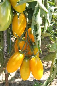 Gelbe Boettner Tomate im Freiland