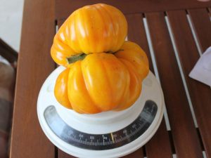 Gewicht der Brutus Magnus Tomate