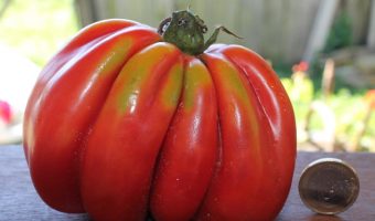 Bührer Keel Zahnrad-Tomate