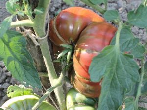 Reife Cherokee Purple Tomate