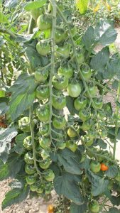 Crovarese Tomaten im Freiland