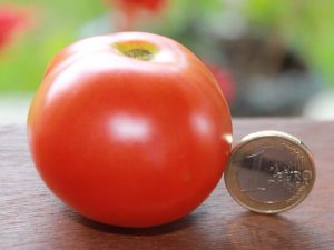 Reife Edelrot Tomate