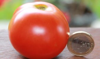 Reife Edelrot Tomate