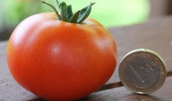 Ernas Beste reife Tomatenfrucht