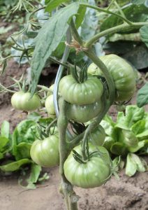 Evergreen Tomate im Freiland