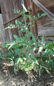 Gigante Maspalomas Tomatenpflanze