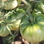 Grüne Gigante Maspalomas Tomate im Freiland