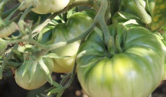 Grüne Gigante Maspalomas Tomate im Freiland