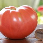 Glick 18 reife Tomate