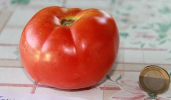 Tomate aus Kreta