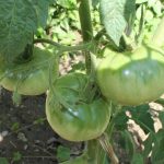 Grosse Cotelee grüne Tomatenfrüchte