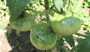 Grosse Cotelee grüne Tomatenfrüchte