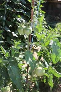 Ochsenherz Tomatenpflanze im Freiland