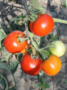 Reifende Rideau Sweet Tomaten im Freiland