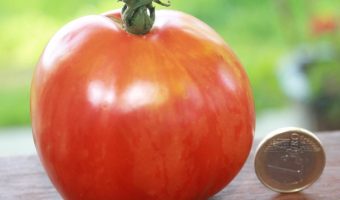 Reife Tomate Roter Sack