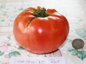 Brandywine rot Tomate