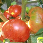 Reifende Brandywine Tomaten