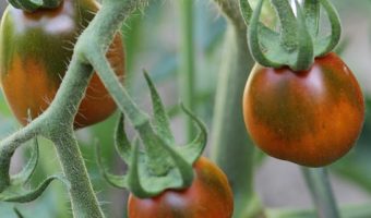 Schwarze Pflaume Tomaten im Freiland