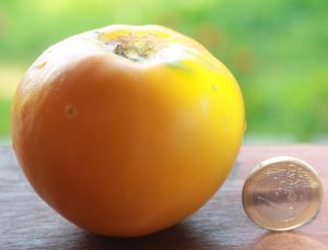 Gelbe Spot Yellow Tomate