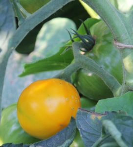 Reife Spot Yellow Tomate im Freiland