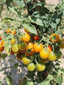 Tigerella Tomaten im Freiland reifend