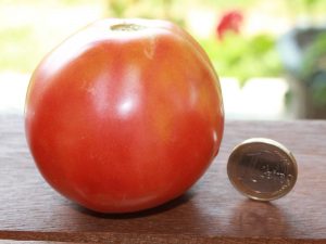 Reife Trusha Tomate
