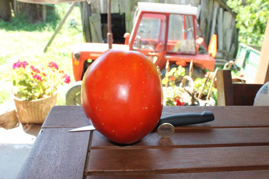 Ein Kilo und sogar etwas mehr wiegt diese Tomate. Sie schmeckt auch noch SEHR gut!