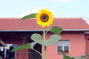 Sonnenblume wild vor dem Haus