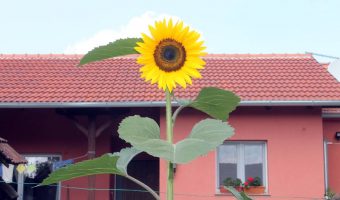 Sonnenblume wild vor dem Haus