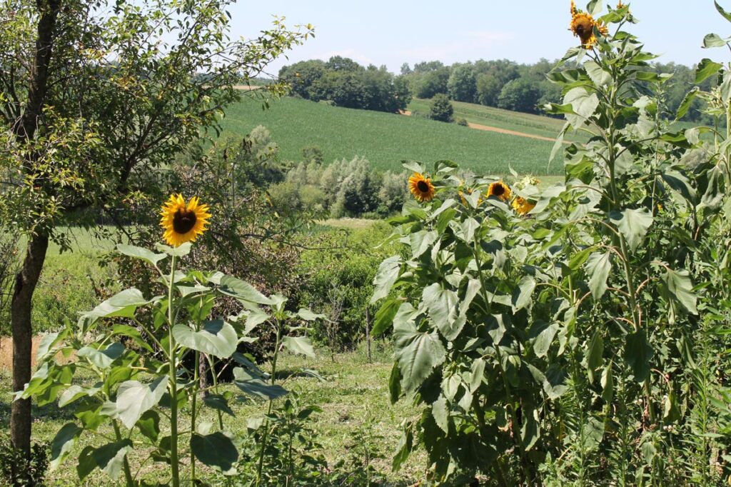Sonnenblumen und Feld in Kroatien
